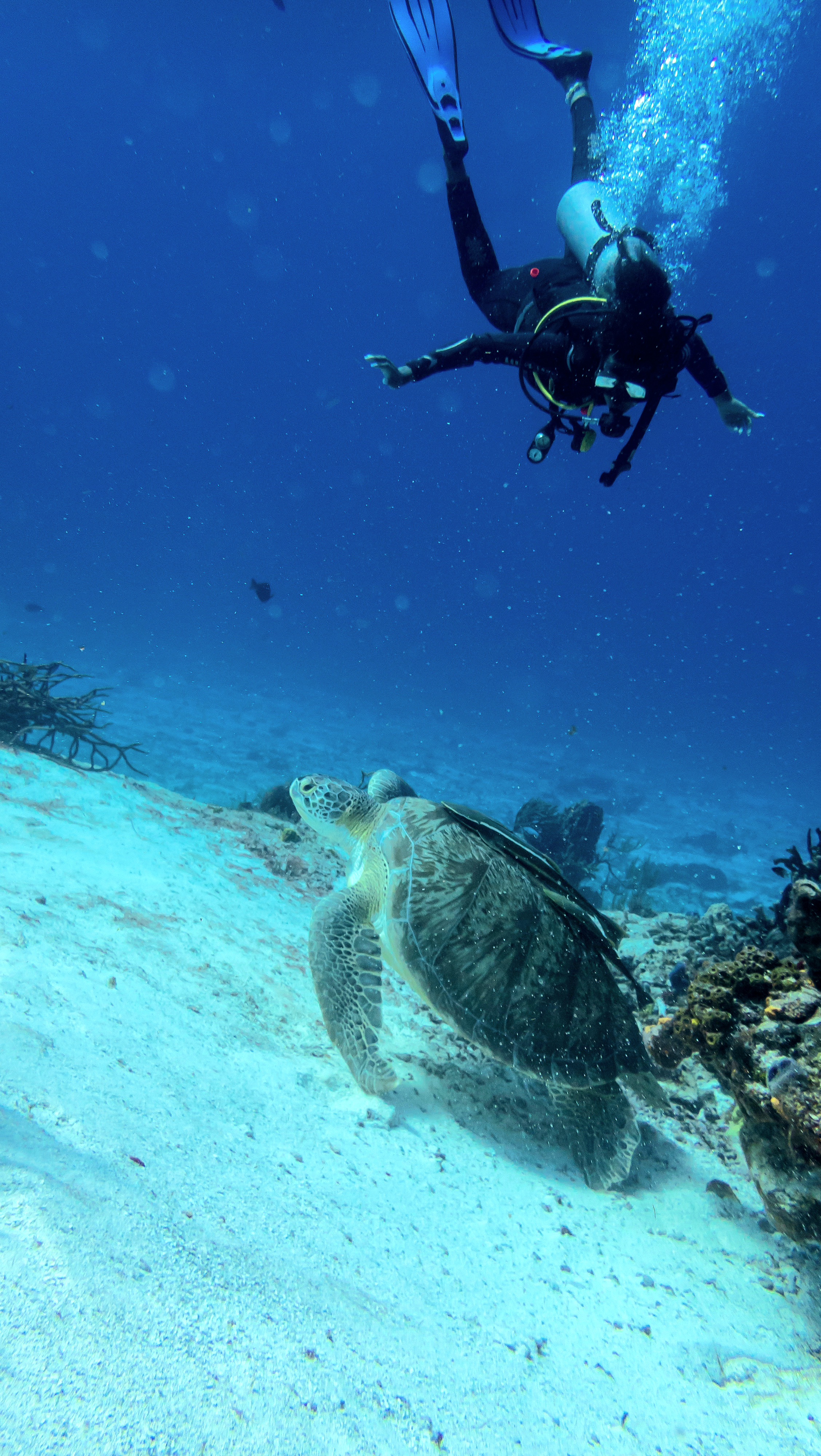 Jacky beim Tauchen mit Schildkröte